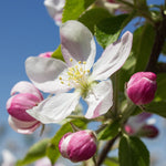 Apple Blossom Zodiac Enterprise