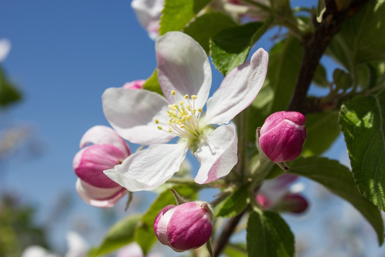 Apple Blossom Zodiac Enterprise