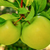 Green Apple Zodiac Enterprise