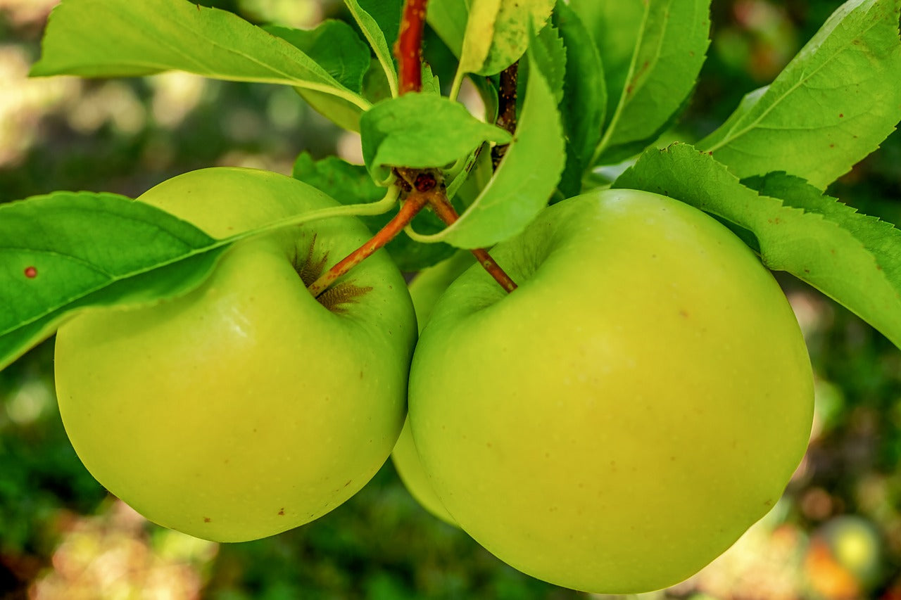 Green Apple Zodiac Enterprise
