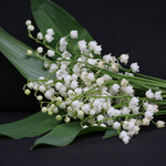 Lily of the Valley Zodiac Enterprise