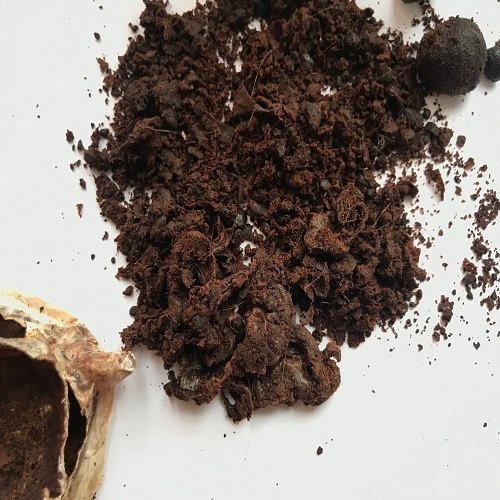 Spring Wonder Zodiac Enterprise